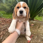 �t��ata b�gla na prodej.