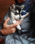 Prod�m �t��ata mini alja�sk�ho klee kai.