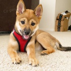 Prod�m japonsk� �t��ata shiba inu