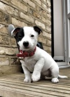Prod�m �t��ata jack russell teri�ra.