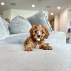 Prod�m o�kovan� a od�erven� �t��ata Cavapoo mini.
