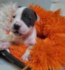 Staford��rsk� bullteri�r s PP