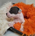 Staford��rsk� bullteri�r s PP