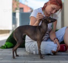 Italsk� chrt�k �t��ata