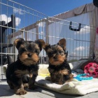 Prod�m mini �t��ata yorkie.