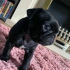 �t��ata mops� na prodej