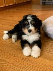 Prod�m mini �t��ata Bernedoodle.