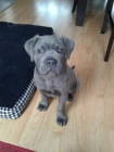 Prod�m o�kovan� �t��ata italsk�ho Cane Corso