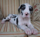 Prod�m �t��ata n�meck� dogy