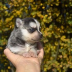 Prod�m mini alja�sk� �t���tka klee kai