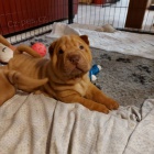 Prod�m zdrav� �t��ata o�kovan� shar-pei.