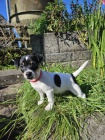 Prod�m �t��ata jack russell teri�ra.