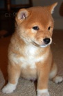 Prod�m �t��ata shiba inu