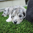 Prod�m �t��ata AUSSIEDOODLE.