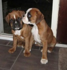 Prod�m �t��ata n�meck�ho mini boxera.