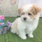 �t��ata havanese na prodej.