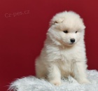 �t��ata samojeda na prodej