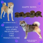 Shiba Inu �t��ata na prodej