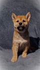 Shiba Inu �t��ata na prodej