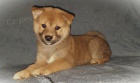 Shiba Inu �t��ata na prodej