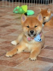 Shiba Inu kr�sn� �t���tka