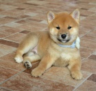 Shiba Inu kr�sn� �t���tka