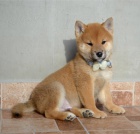 Shiba Inu kr�sn� �t���tka