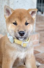 Shiba Inu kr�sn� �t���tka
