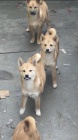 Shiba Inu �t��ata