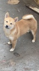 Shiba Inu �t��ata