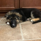 Prod�m �t��ata n�meck�ho ov��ka