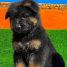 Prod�m �t��ata n�meck�ho ov��ka