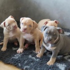 �t��ata pitbull teri�ra k adopci