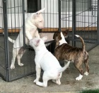 Prod�m kr�sn� �t��ata anglick�ho bulteri�ra.