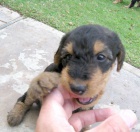 �t��ata erdelteri�ra k adopci