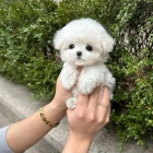 Prod�m �t��ata bi�onka.