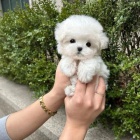 Prod�m �t��ata bi�onka.