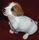 Prod�m �t��ata jack russell teri�ra.