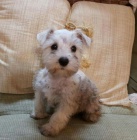 Prod�m �t��ata mini feny a mal�ho kn�ra�e.