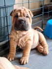 Prod�m zdrav� �t��ata o�kovan� shar-pei.