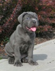 Prod�m �t��ata italsk�ho Cane Corso