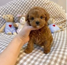 mini hra�ka �t��ata pudla k adopci.