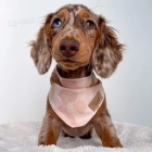 Kr�sn� dlouhosrst� mini jezev��ka �t���tka k dispozici a p�ipravena k prodeji. Pouze pro v�n� osoby.