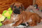 Rhod�sk� Ridgeback �t���tka s PP.