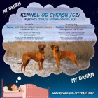 Rhod�sk� Ridgeback �t���tka s PP.