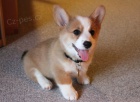 �t���tka corgi.