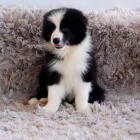 Prod�m �t��ata border kolie