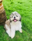 Prod�m �t��ata SHIH TZU