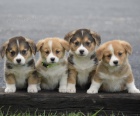 Prod�m �t��ata Pembroke Welsh Corgi.