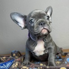 Prod�m ZDRAV� a O�KOVAN� �t��ata francouzsk�ho buldo�ka.